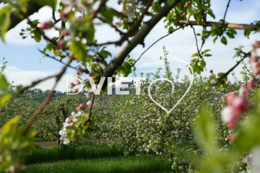 Photo TOULOUSE by VIET - La Française Vergers