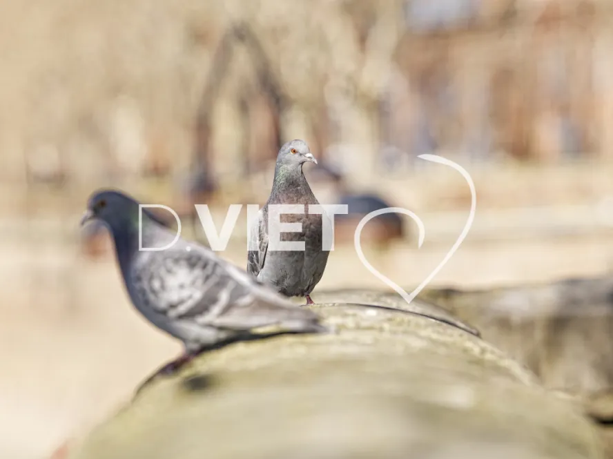 Photo TOULOUSE by VIET - pigeon