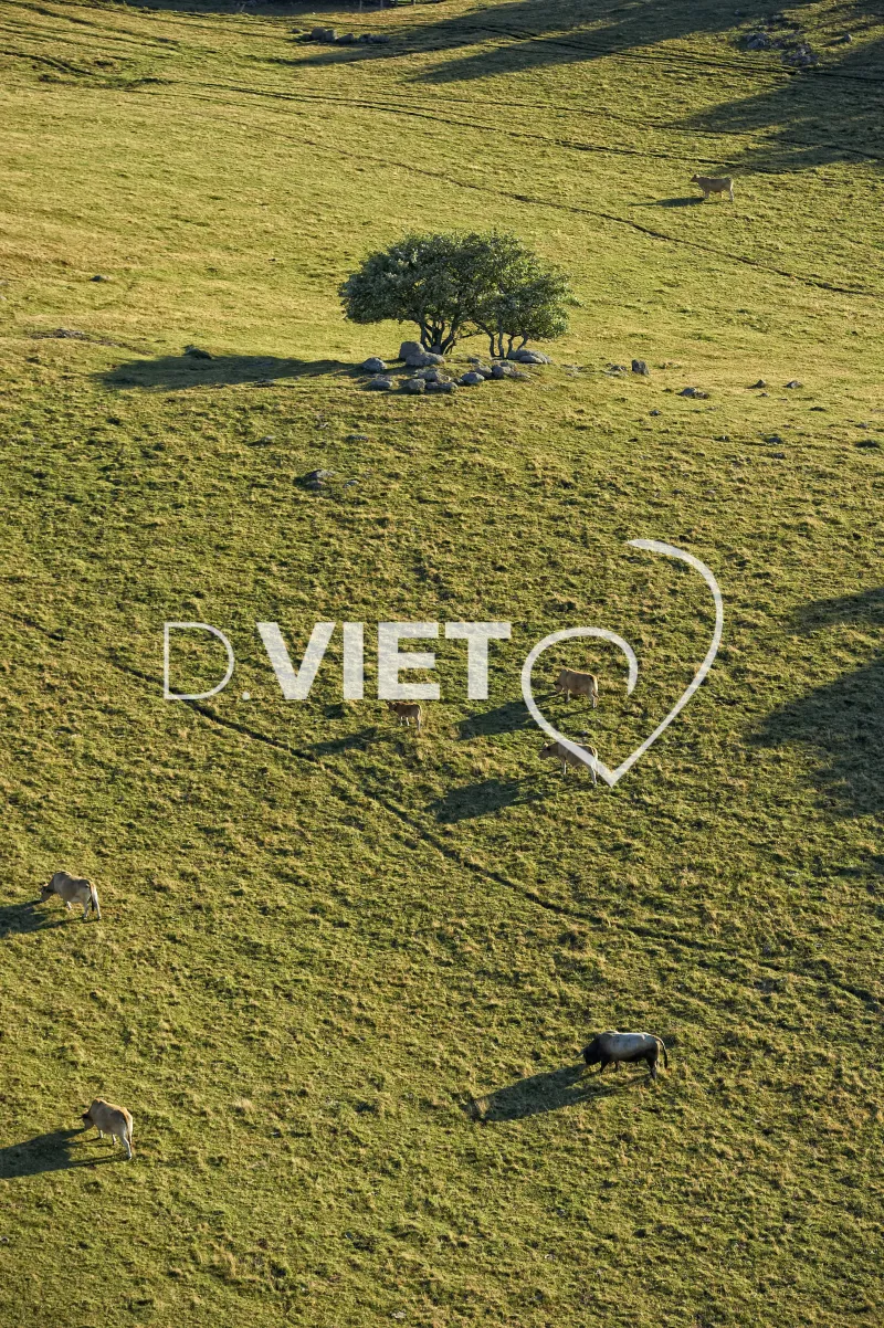 Photo TOULOUSE by VIET - Buron Aubrac