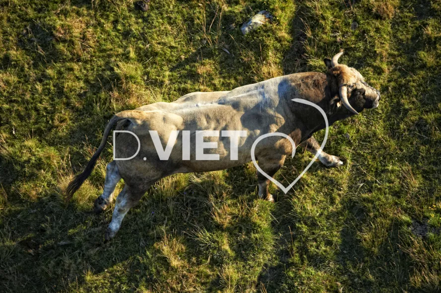 Photo TOULOUSE by VIET - Buron Aubrac