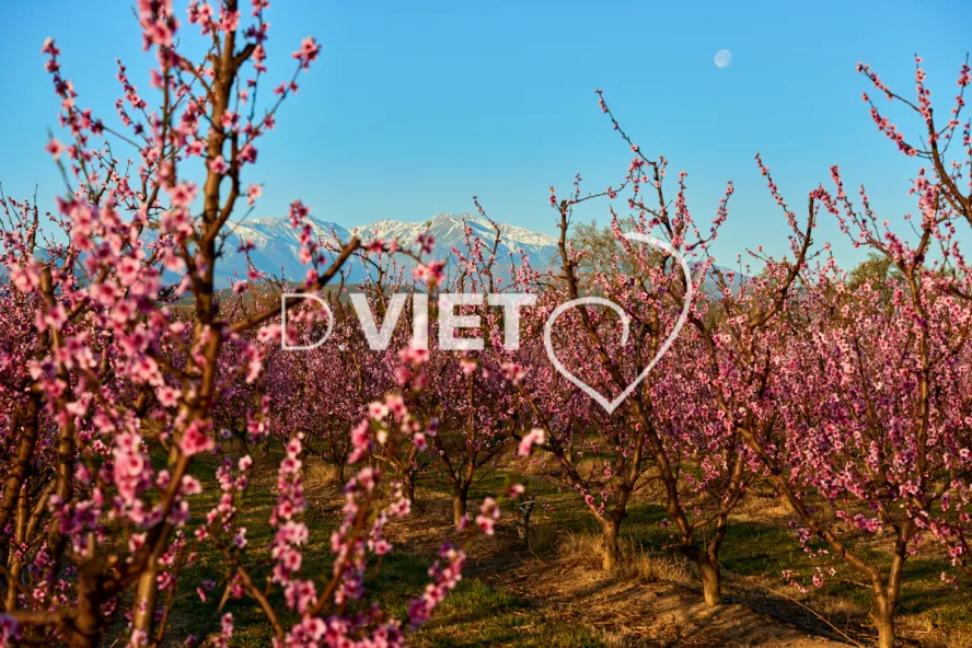 Photo TOULOUSE by VIET - LE CANIGOU