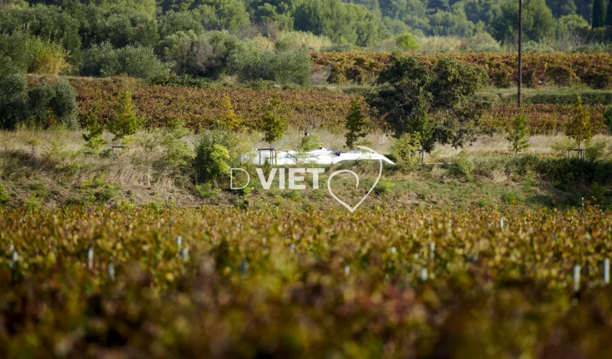 Photo TOULOUSE by VIET - Minervois