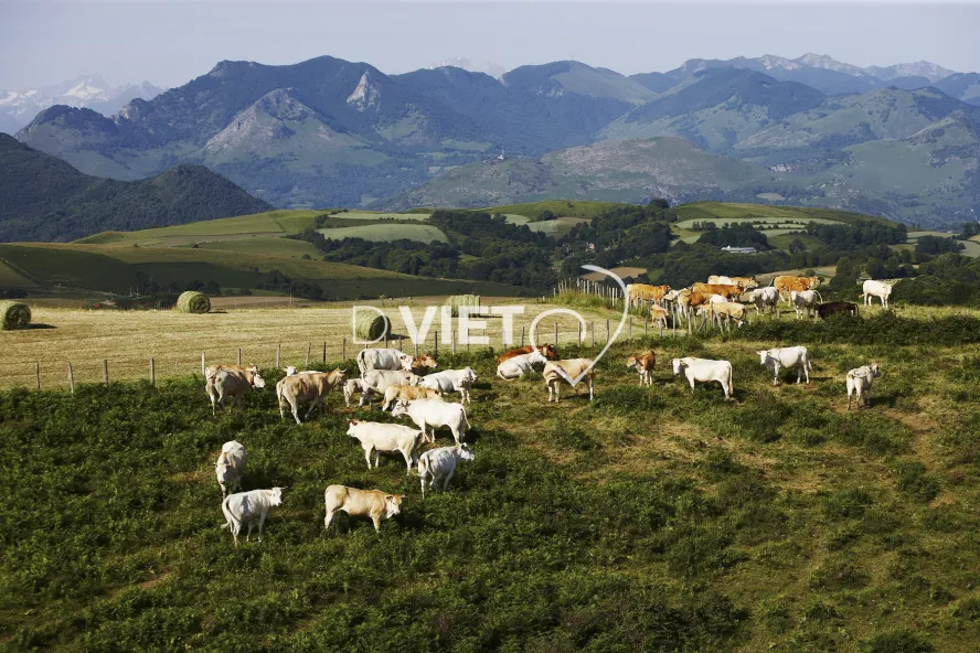 Photo TOULOUSE by VIET - PRES LUCHON