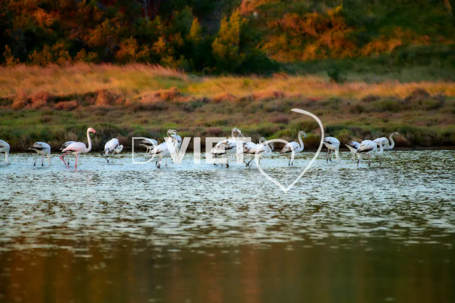 Photo TOULOUSE by VIET - Etangs de Bages et de Sigean