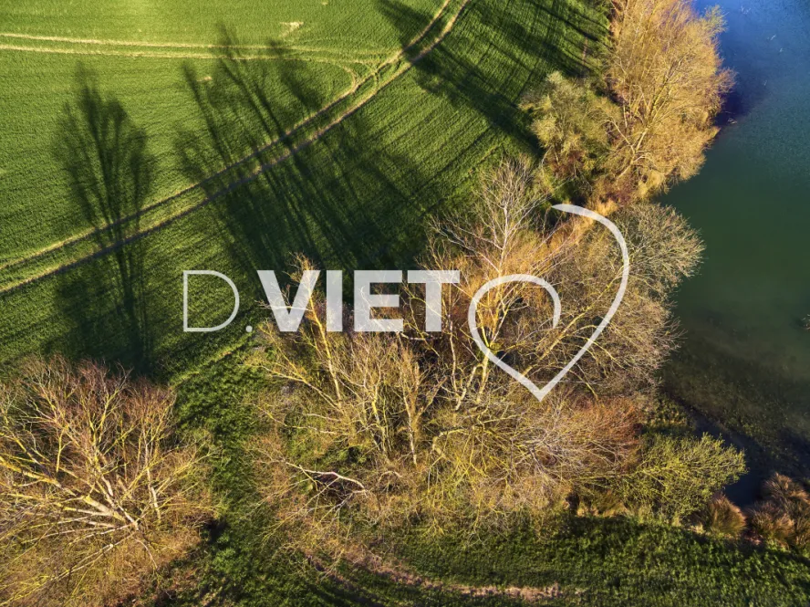 Photo TOULOUSE by VIET - ARBRES