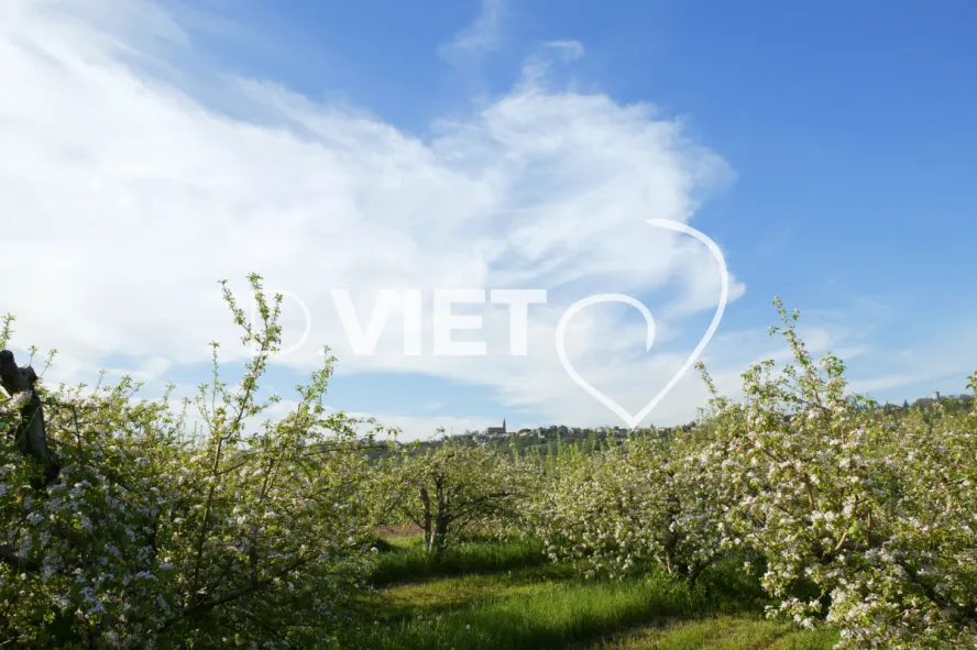Photo TOULOUSE by VIET - La Française Vergers