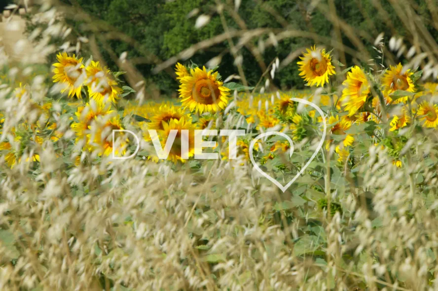 Photo TOULOUSE by VIET - 32 vallons du Gers