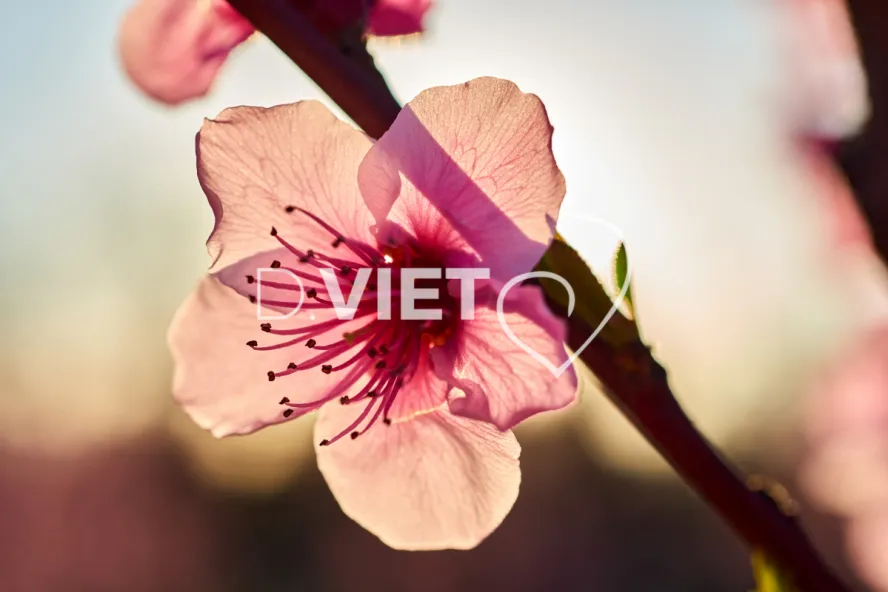 Photo TOULOUSE by VIET - LE CANIGOU