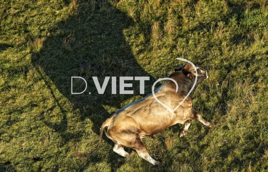 Photo TOULOUSE by VIET - Buron Aubrac