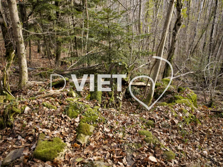 Photo TOULOUSE by VIET - Montsegur 09