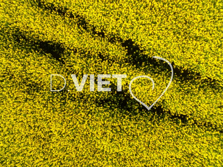 Photo TOULOUSE by VIET - COLZA LAURAGAIS