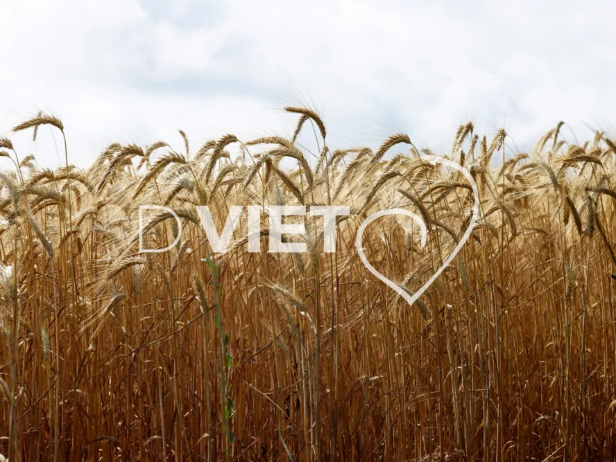 Photo TOULOUSE by VIET - Tournesol et Lauragais