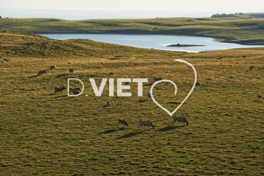 Photo TOULOUSE by VIET - Buron Aubrac