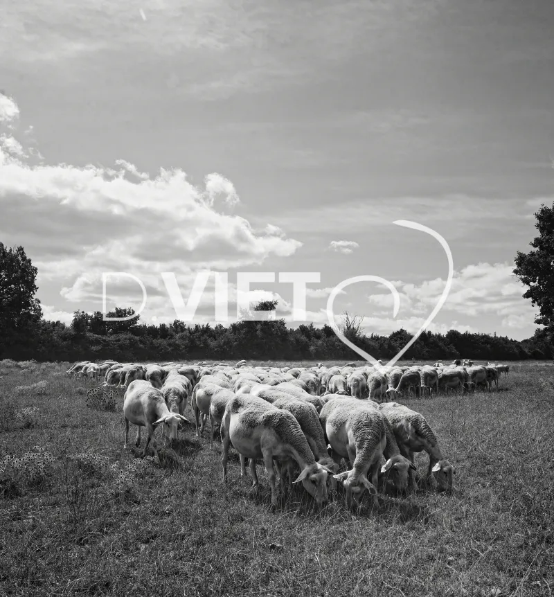 Photo TOULOUSE by VIET - brebis