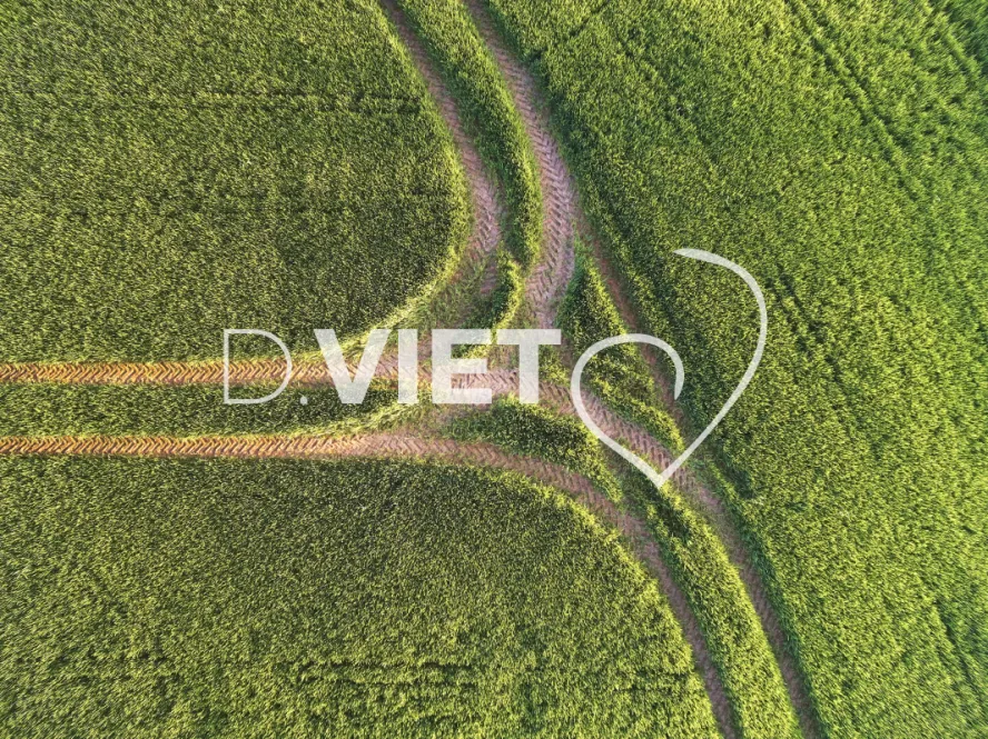 Photo TOULOUSE by VIET - COLZA LAURAGAIS