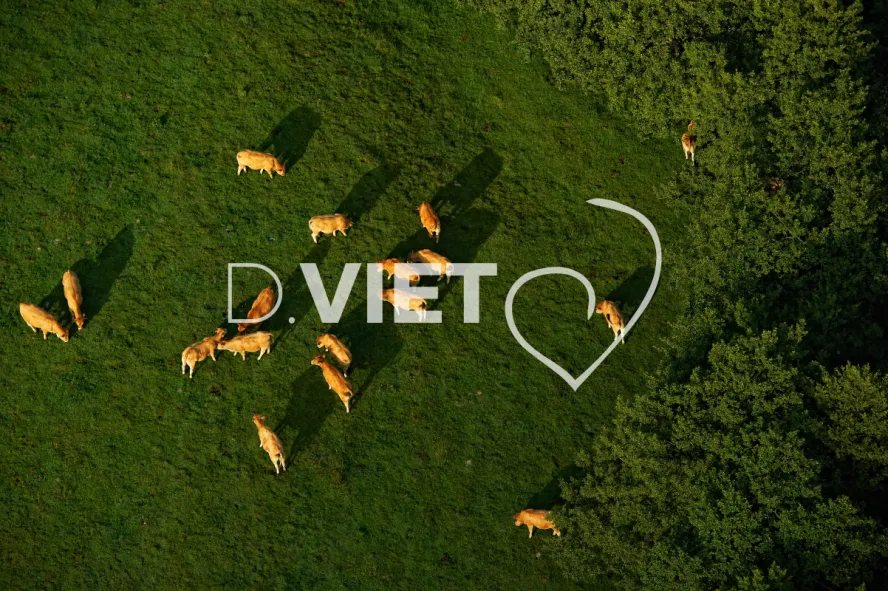 Photo TOULOUSE by VIET - Laguiole