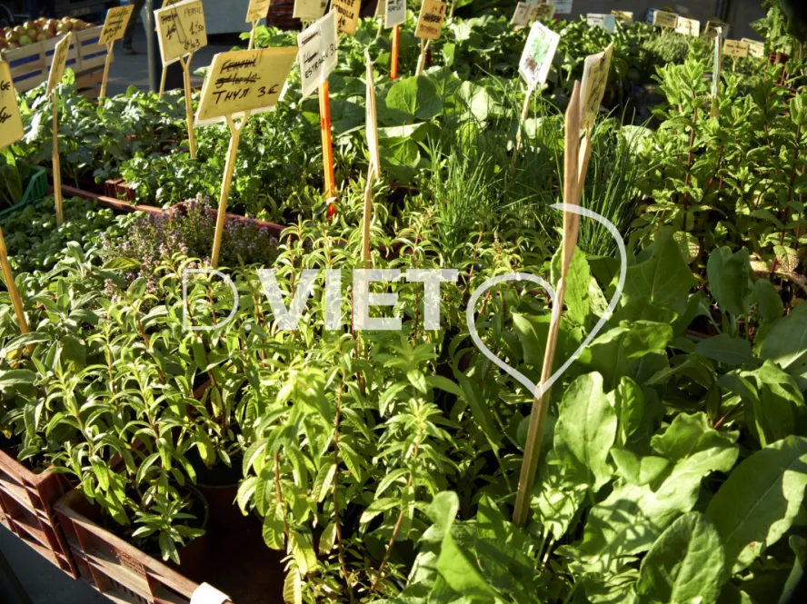 Photo TOULOUSE by VIET - Marche saint aubin