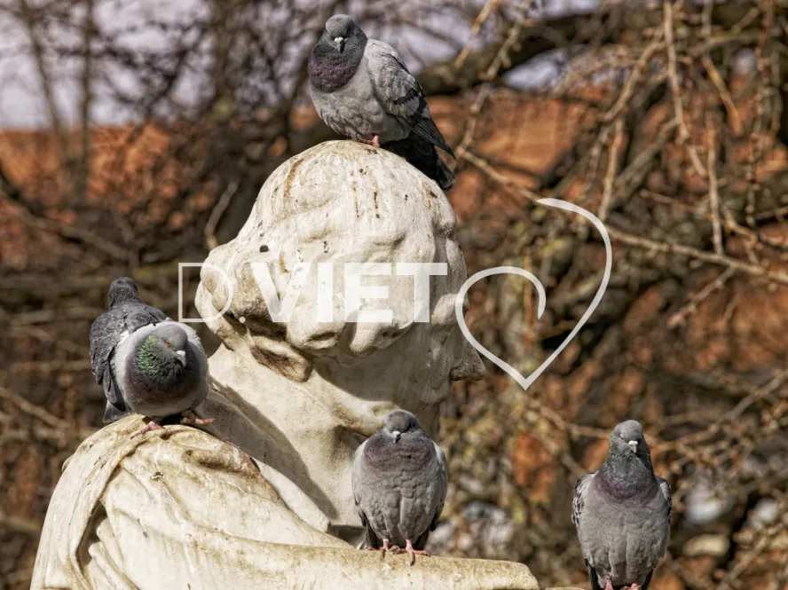 Photo TOULOUSE by VIET - Place Wilson