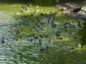Photo TOULOUSE by VIET - Jardin des plantes