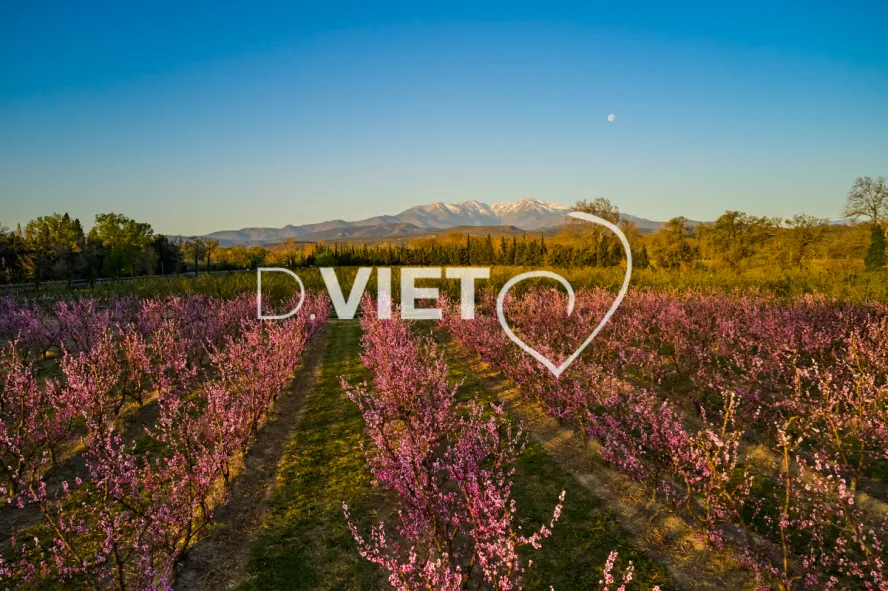 Photo TOULOUSE by VIET - LE CANIGOU