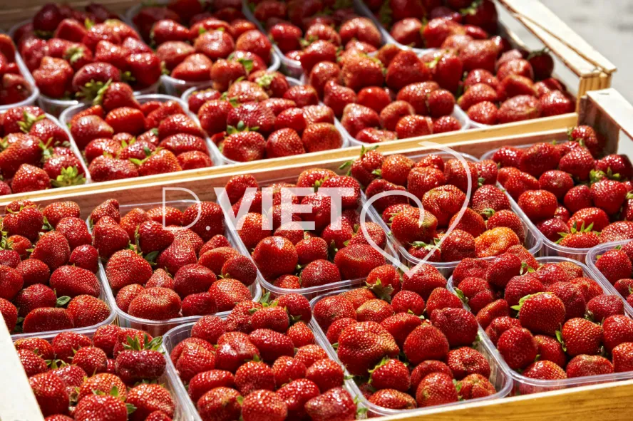 Photo TOULOUSE by VIET - MARCHE DE RODEZ