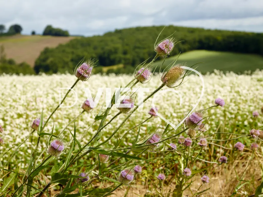 Photo TOULOUSE by VIET - Tournesol et Lauragais
