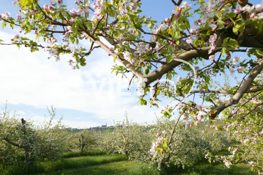 Photo TOULOUSE by VIET - La Française Vergers