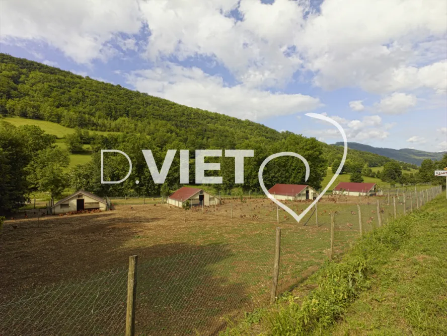 Photo TOULOUSE by VIET - Elevage de poulets