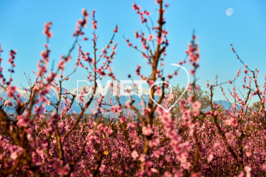 Photo TOULOUSE by VIET - LE CANIGOU