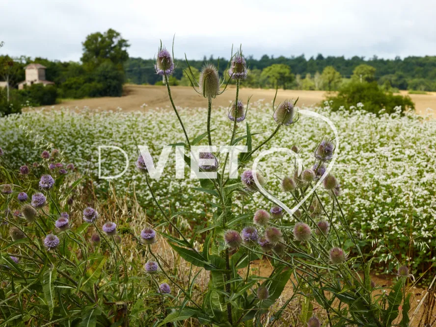Photo TOULOUSE by VIET - Tournesol et Lauragais