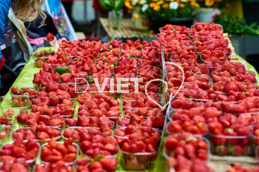 Photo TOULOUSE by VIET - VIET_008900
