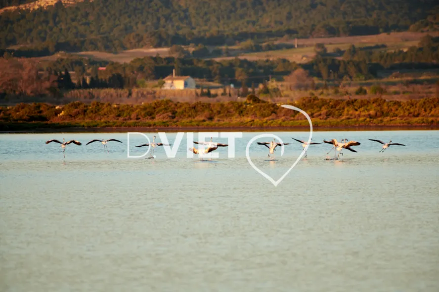 Photo TOULOUSE by VIET - Etangs de Bages et de Sigean