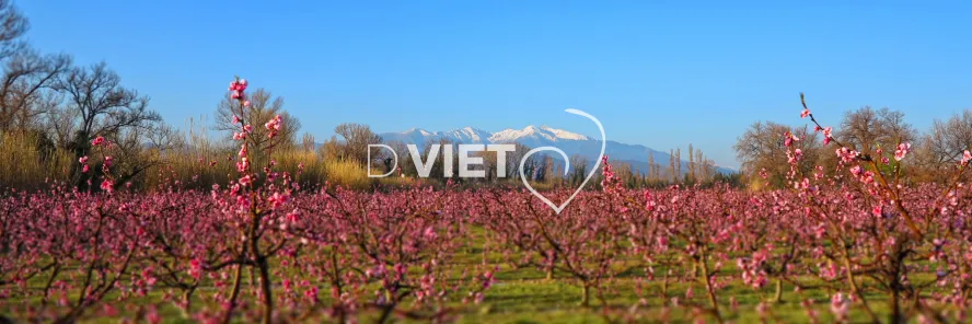 Photo TOULOUSE by VIET - Massif du Canigou et les arbres en fleurs