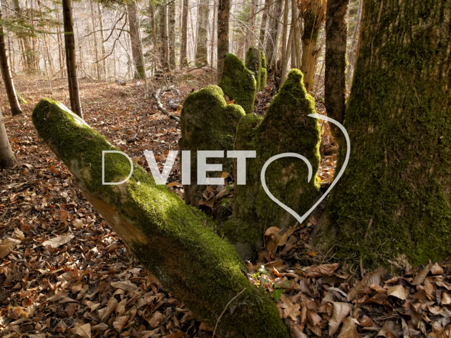 Photo TOULOUSE by VIET - Montsegur 09 pierres