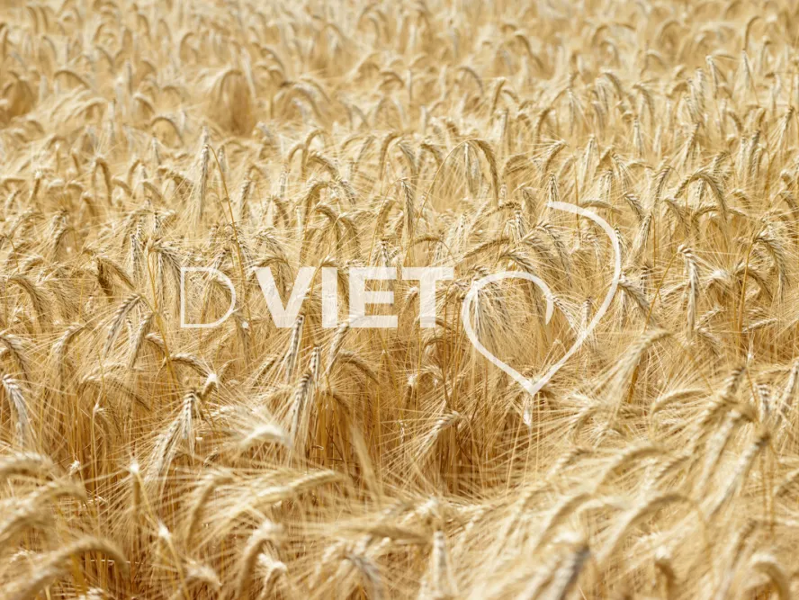 Photo TOULOUSE by VIET - Tournesol et Lauragais