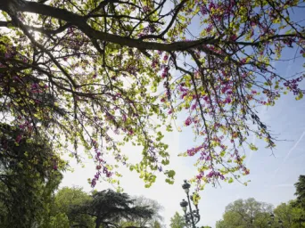Photo TOULOUSE by VIET - Jardin des plantes