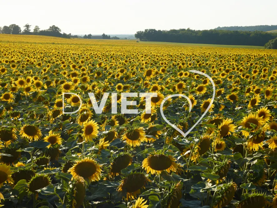 Photo TOULOUSE by VIET - VIET_007948