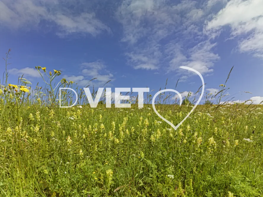 Photo TOULOUSE by VIET - champ d'herbe