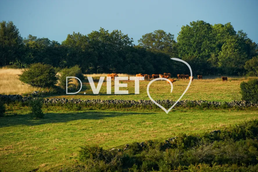 Photo TOULOUSE by VIET - Montpeyroux