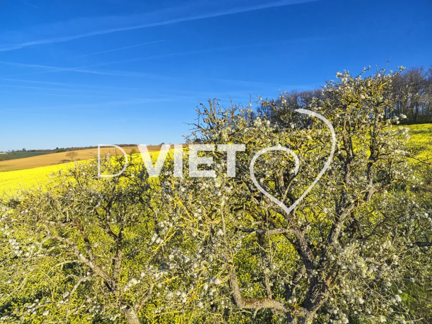 Photo TOULOUSE by VIET - COLZA LAURAGAIS