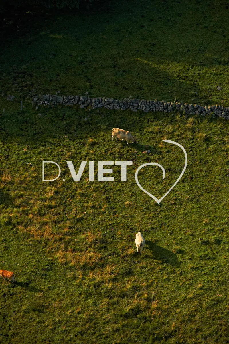 Photo TOULOUSE by VIET - Laguiole