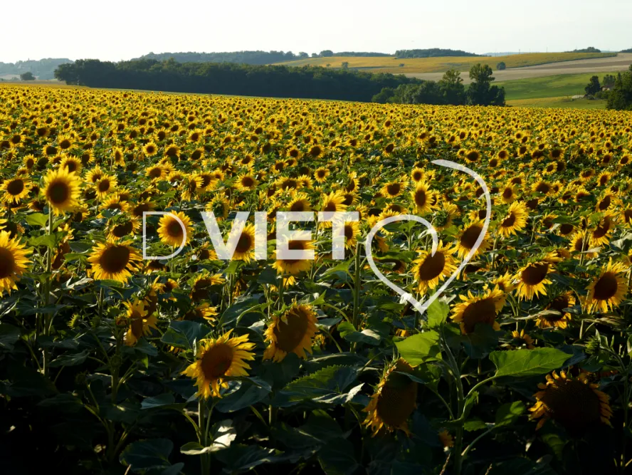 Photo TOULOUSE by VIET - VIET_007947