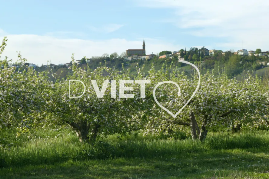 Photo TOULOUSE by VIET - La Française Vergers