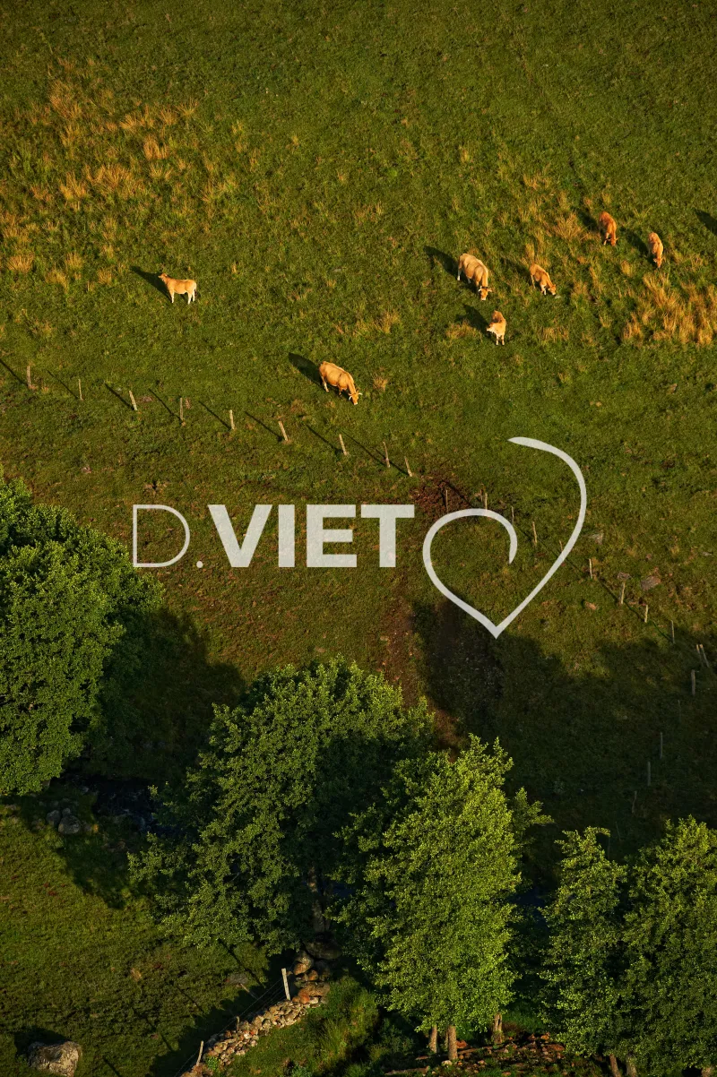 Photo TOULOUSE by VIET - Laguiole