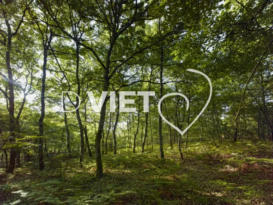 Photo TOULOUSE by VIET - Foret de buzet