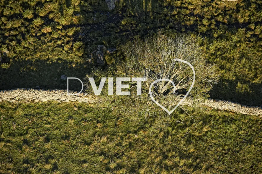 Photo TOULOUSE by VIET - Buron Aubrac