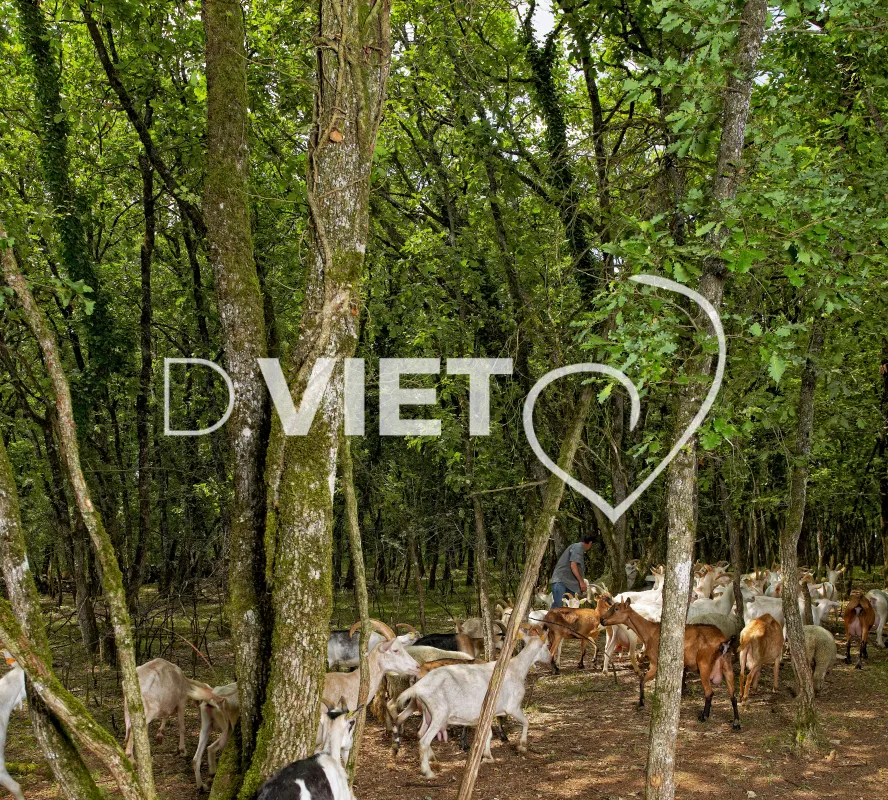 Photo TOULOUSE by VIET - fromage de chevre Martel Pouillaguet