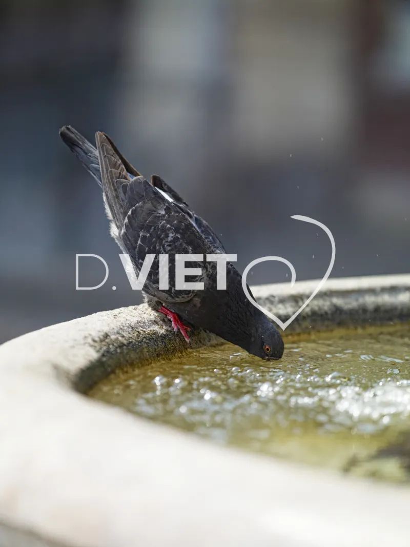 Photo TOULOUSE by VIET - La fontaine Saint-Etienne