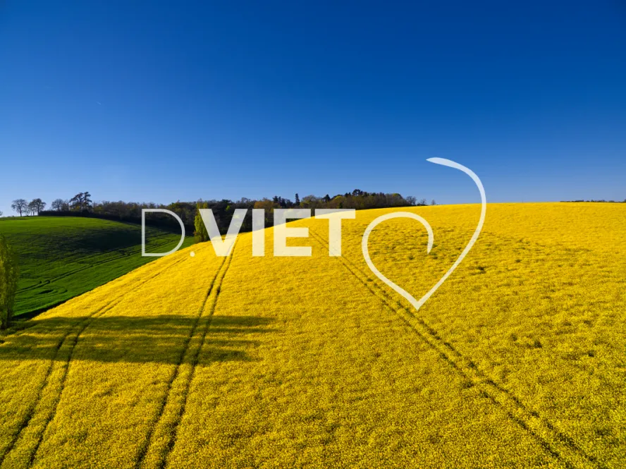 Photo TOULOUSE by VIET - COLZA LAURAGAIS