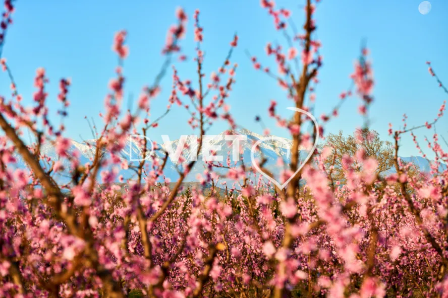 Photo TOULOUSE by VIET - LE CANIGOU